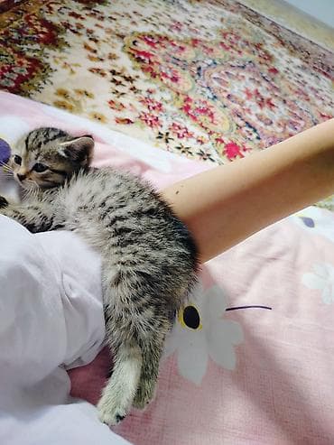 кошка бенгальская: Беспородная, 2 месяца, Девочка, Серый — 3