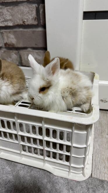 Шиншиллалар: Кролик с окрасом, сочетающим белый и светло-коричневый цвета. Обладает — 18