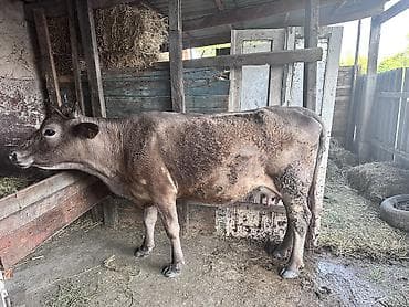 барда для коров: Продаю | Корова (самка) | Для разведения, Для молока — 6