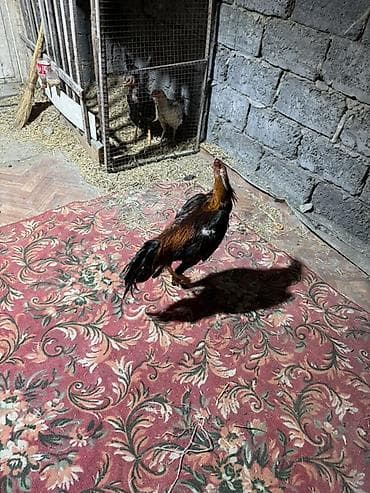 китайские бойцовые петухи: Продаю | Петух | Бойцовая | Для разведения — 8