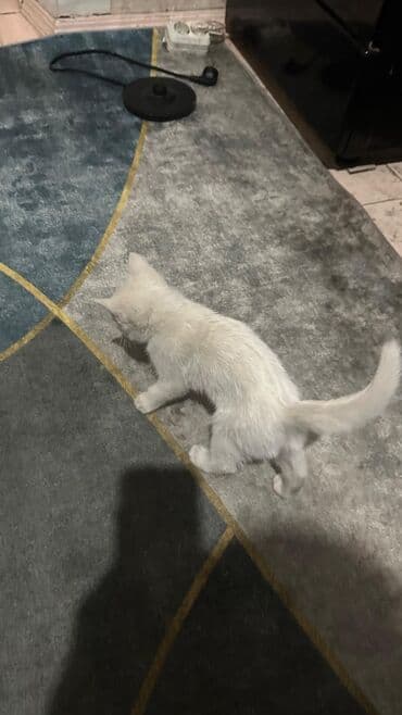 tuxedo порода кошек цена: Белый котёнок - Окрас: полностью белый, короткая шерсть. - Пол: не — 3