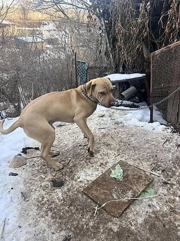 китайская хохлатая собака: Порода: собака крупного типа, масти беж/палевый, с выраженными — 4