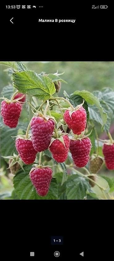 Уруктар жана көчөттөр: СРОЧНО СРОЧНО 🥰 малина кочот саттылат ПОЛЬКА сортту таза момосу чон — 1