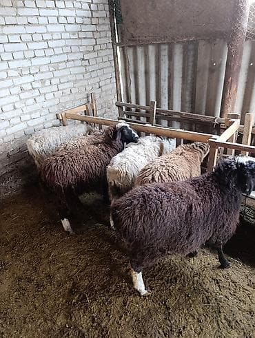 Свиньи: Продаю | Овца (самка) | Полукровка | Для разведения | Ярка — 5