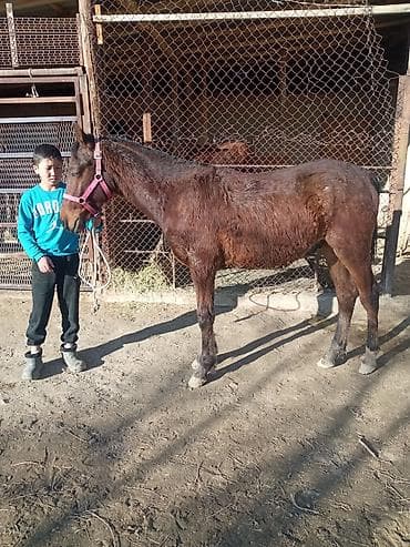 шотландская кошка бишкек: Продаю | Конь (самец) | Полукровка | Конный спорт | Племенные — 1