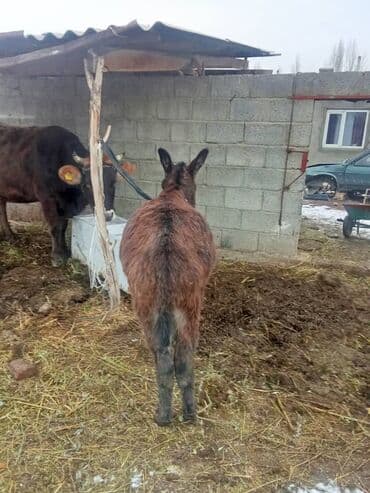 Аквариумы: Осёл, домашнее рабочее животное. - Порода/тип: осёл стандартного — 2