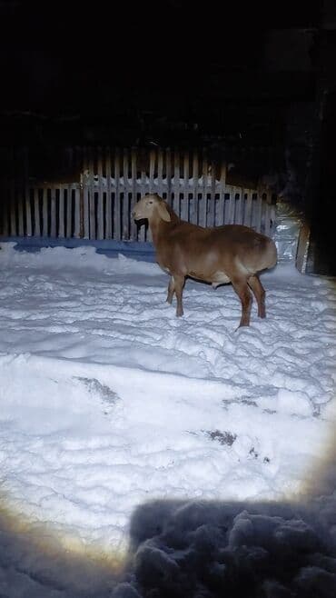 объявления о найденных животных: Продаю | Ягненок, Баран (самец) | Арашан | Для разведения | Племенные, Осеменитель — 3