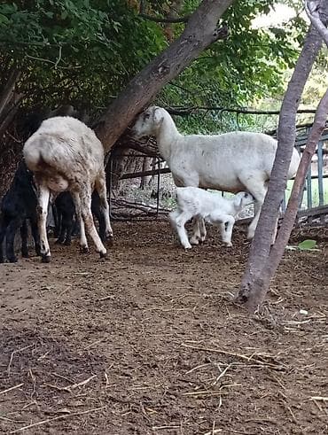 продаю инкубатор: Продаю | Баран (самец) | Арашан | Для разведения | Ярка — 10