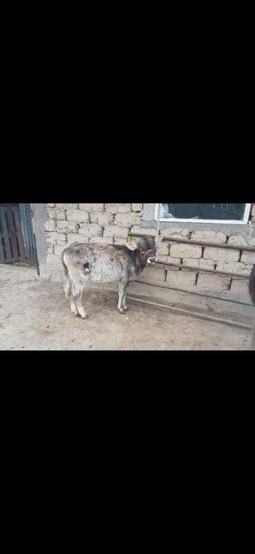 степке алмашам: Сатам | Уй (ургаачы) | Көбөйтүү үчүн | Байланган — 2