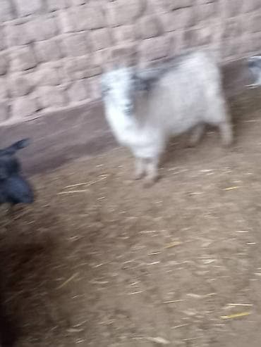 котята бишкек даром: Продаю | Козёл (самец) | Для разведения — 10