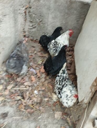 диффенбахия растения: Продаю карликовых кур цены от 600 до 800 сом — 10