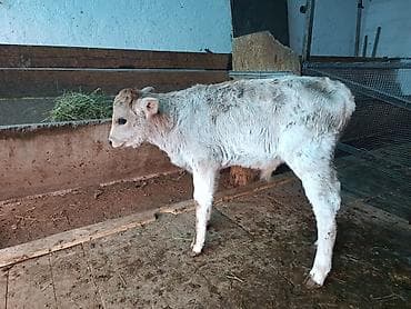 Собаки: Продаю | Музоо, торпок — 2