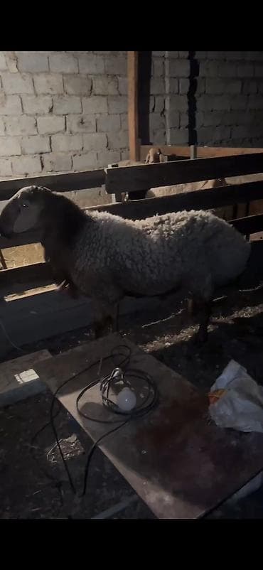 бирки для овец: Продаю | Овца (самка) | Для разведения | Племенные — 4
