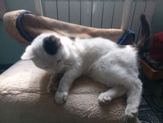 платье даром: Отдам даром — 1