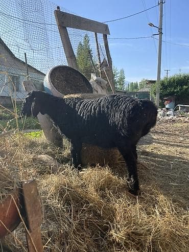 Продаю | Овца (самка), Ягненок | Арашан | Для разведения | Племенные, Ярка