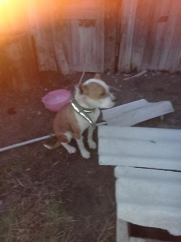 купить собаку в бишкеке: Собака среднего размера с короткой шерстью рыже-белого окраса. На фото — 4