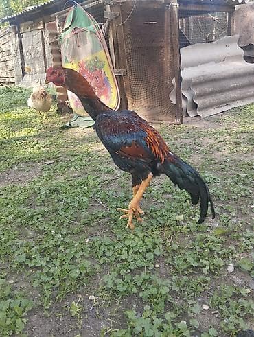 сары булун: Сатам | Короздор | Тебиштирүүчү | Тебиштирүү үчүн — 2