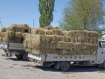 тайлар сатылат: Клевер доставка есть1укос 79шт и ещё сено аралаш мелкий 63шт 300с — 1