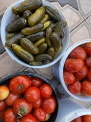 аталык семена: Помидорлор Кызыл, Дүңүнөн — 1