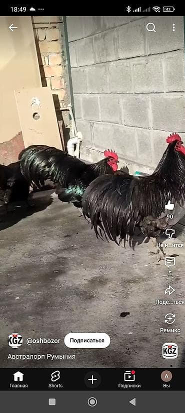 орпингтон купить: Продаю | Инкубационные яйца | Для разведения — 2