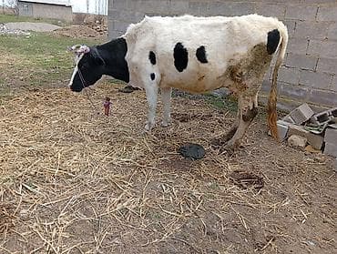 Продаю | Корова (самка) | Голштин | Для молока | Привязанные at lalafo.kg Продаю | Корова (самка) | Голштин | Для молока | Привязанные