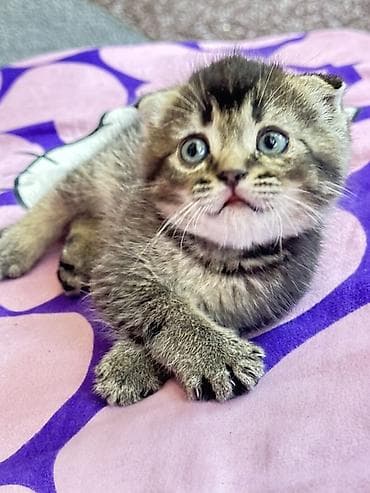 скот лошади: Шотландский вислоухий котёнок (Scottish Fold) - Окрас: тёмный табби с — 2