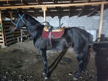 куда можно отдать собаку в бишкеке: Продаю | Конь (самец) | Полукровка | Конный спорт — 4