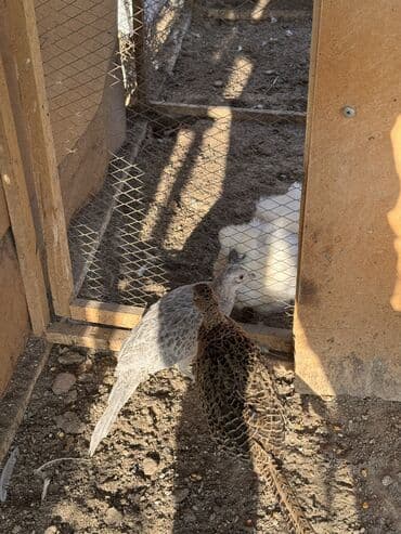 продажа кормов для сельскохозяйственных животных: Продам семейку фазанов — 6