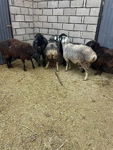 Кошки: Продаю | Овца (самка) | Для разведения | Матка — 2
