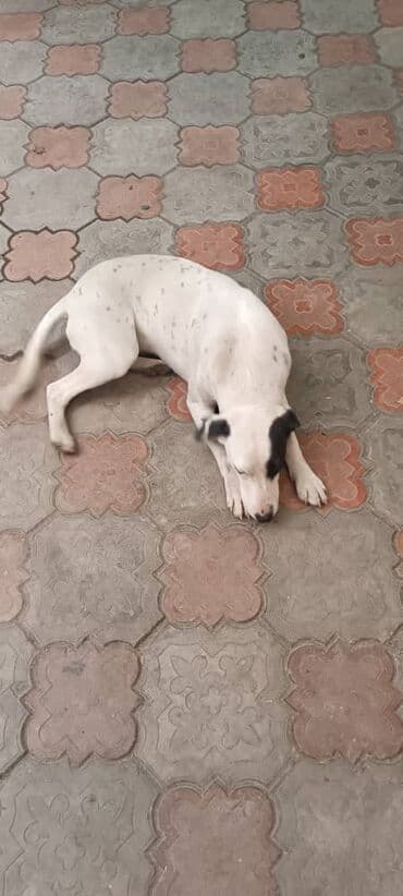 щинки: Отдам щенка в хорошие руки девочка — 3