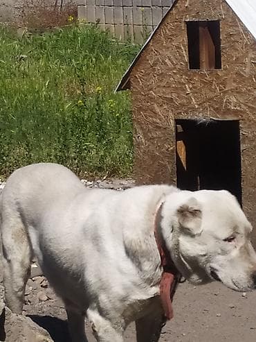 мопс купить бишкек: Алабай, 1 год, Самка, С родословной — 4