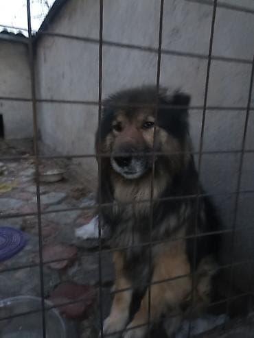 продаю щенков немецкой овчарки: Продаю собаку возраст 3 года торг есть . Крупная доброе длинношерстный — 4