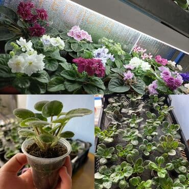 укорененные листики фиалок: Продаю детки (100-150 с), свежесрезанный лист (40 с) и взрослые — 3