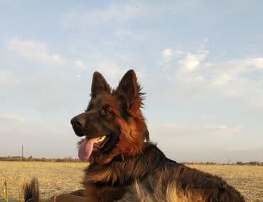 Вязка: Немецкая овчарка, Самец, 3 года at lalafo.kg Вязка: Немецкая овчарка, Самец, 3 года