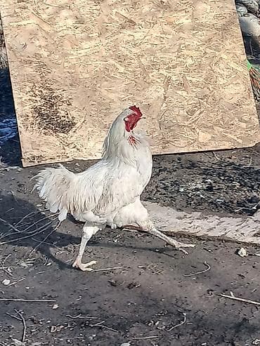 ко шамо короз: Продаю | Петух | Для разведения — 2