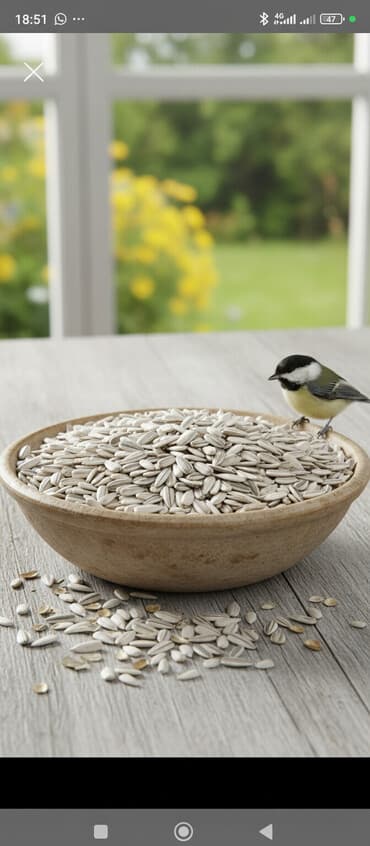 кленовый сироп бишкек: Есть 200 кг +-
Доставка есть Бишкек Кара Балта Сокулук Беловодск — 1