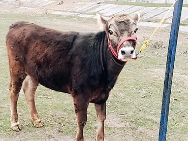 Аквариумдар: Сатам | Уй (ургаачы), Кунаажын | Швиц | Көбөйтүү үчүн, Сүт алуу үчүн | Асыл тукумдуу, Кысыр, Жасалма уруктандырылган — 2