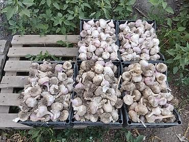 Чеснок Оптом, В розницу, Самовывоз, Платная доставка