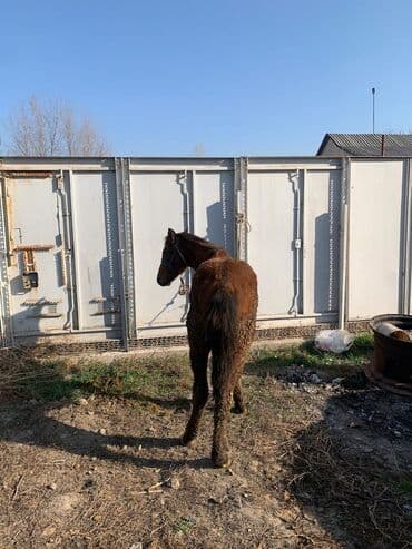 корм для домашних животных: Продаю | Жеребенок | Рабочий — 8