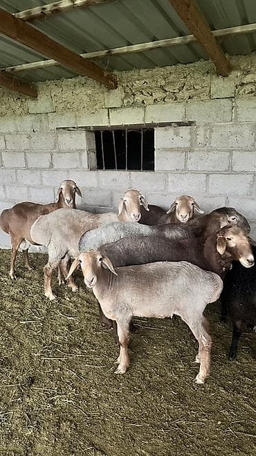 боос кой: Продаю | Овца (самка) | Эдильбаевская | На забой | Матка — 5