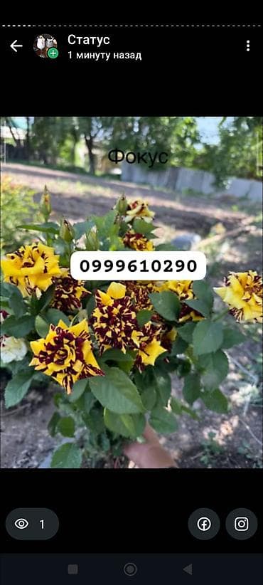 цветник: Саженцы цветка: Розы, Платная доставка — 7