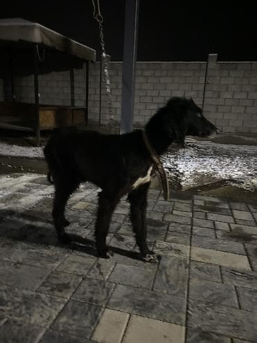 тигр живой: Тайган 1,5 год охотничий выходил на охоту готовая собака срочно деньги — 4