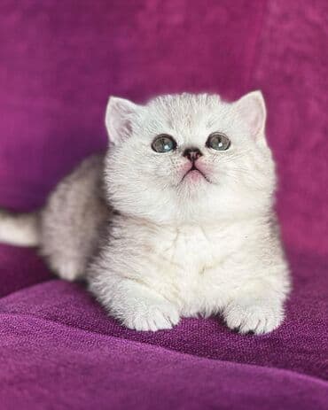 один мальчик два котёнка: Продаются котята британцы породы Три мальчика и две девочки всего 5 — 1