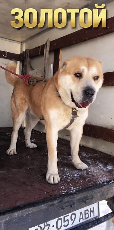 кыргыз дообот: Алабай, 2 жаш, Эркек, Эмделген, Ит тегин тастыктоочу документ — 1