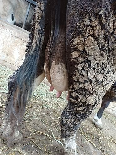 годовалые телки: Продаю | Корова (самка) | Голштин | Для разведения, Для молока | Племенные, После отела, Искусственник — 2