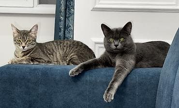 кошка вислоухая серая: Отдам бесплатно, только в добрые руки. Котенок - мальчик, полукровка — 3