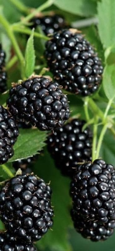 саан уй бишкек: Кара бүлдүркөн Дүңүнөн — 1