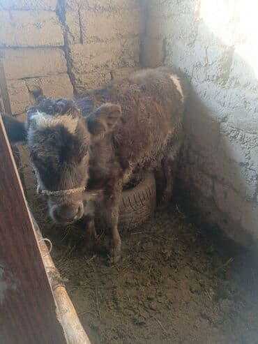 быки телки: Продаю | Музоо, торпок | На откорм | Привязанные — 1