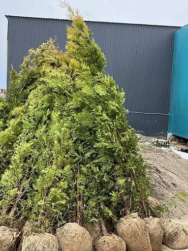 корзинка для фруктов купить: Туя западная Смарагд — декоративные хвойные растения для живых — 3