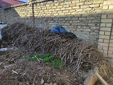 даром бесплатно: Отдам даром — 2